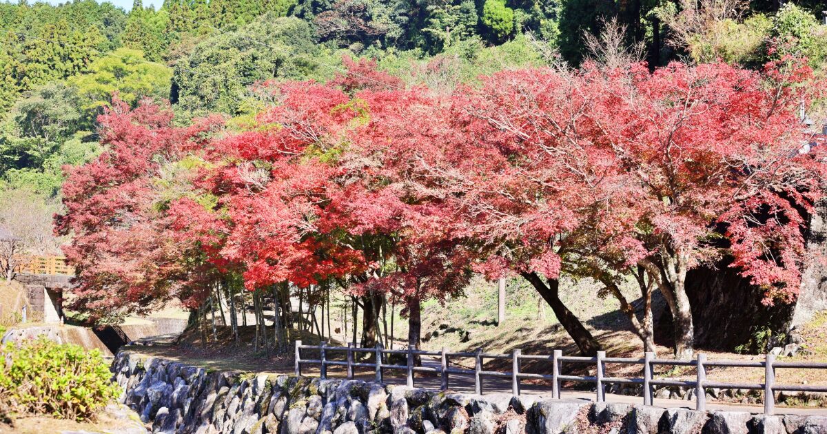 紅葉が美しい秋の遊歩道と自然風景