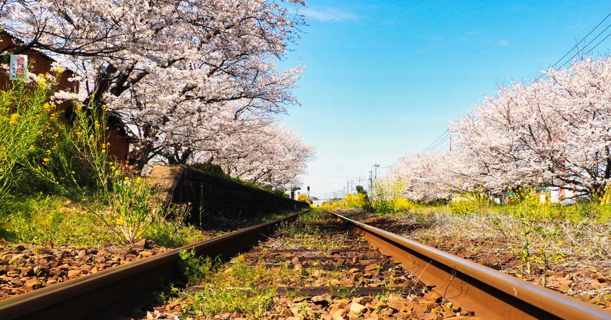 桜が咲き誇る春のローカル鉄道沿線の風景