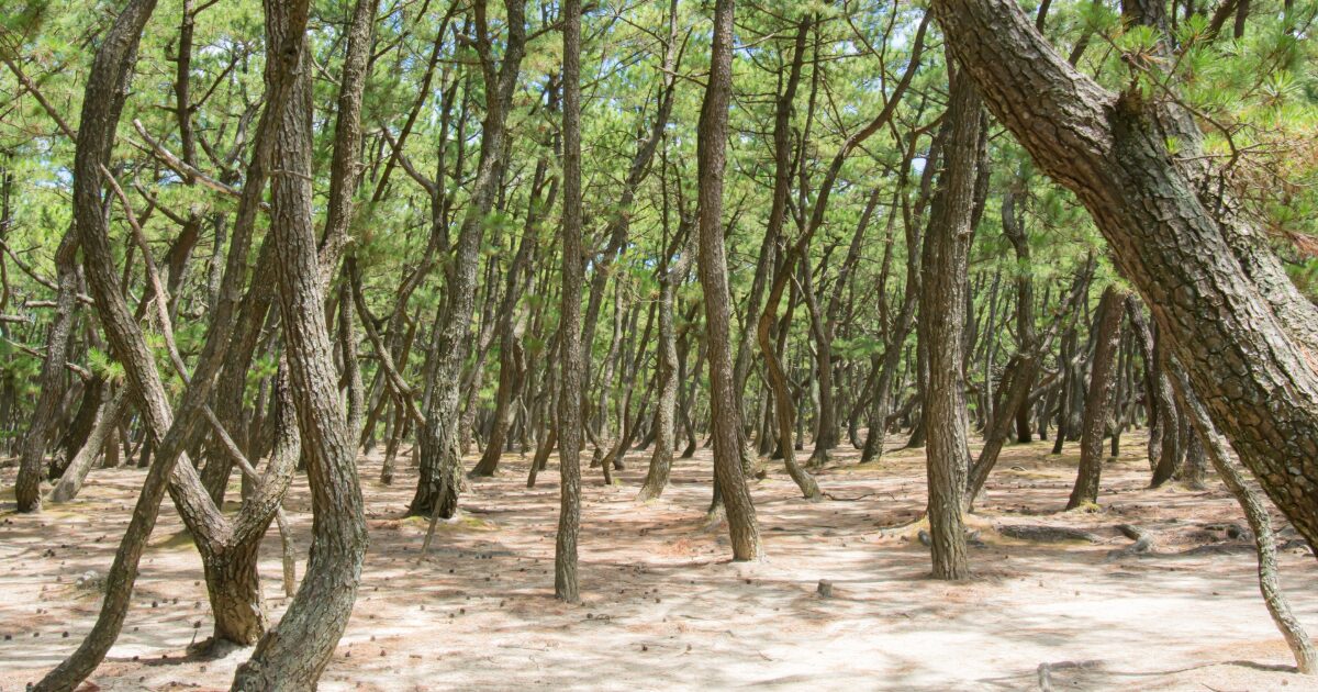 自然が広がる美しい虹の松原の松林