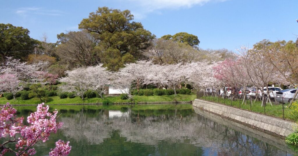 池のほとりに咲く満開の桜と青空の春景色