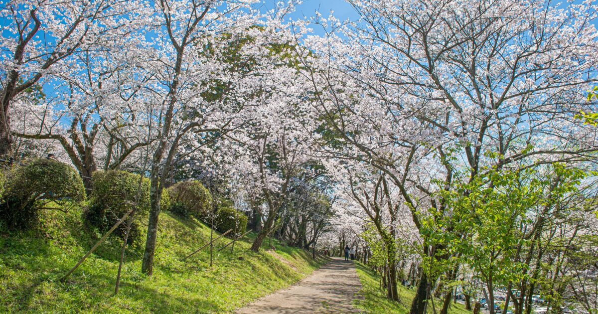 満開の桜並木が続く春の遊歩道